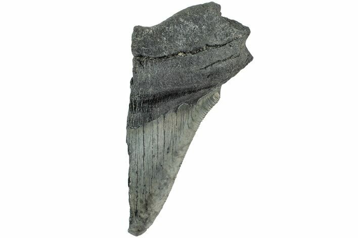 Partial, Fossil Megalodon Tooth - South Carolina #235935